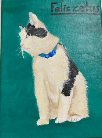 Felis catus